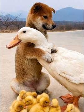 ❤️ When Different Species Become Family #AnimalBonds #Kindness