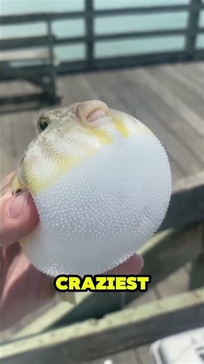 The Cute Fish That Can Kill a Human 😳 #AnimalFacts