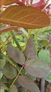 #motivation #sad #love #podcast #quotes #motivationalquote