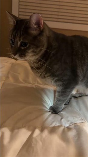 Perfectly Timed Cat Zoomies 💥🐱 (She’s OK!) #shorts