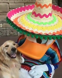 197K views · 9.8K reactions | SO PRECIOUS! Autism service dog Nala met Donald Duck in Disney World and they became the best of friends. ❤️ MORE: https://tinyurl.com/y3tbs8yl : Instagram.com/helperdognala | FOX 35 Orlando | Facebook