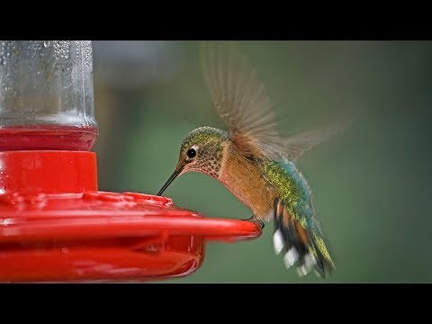 What You Should Know About The Fall Migration of Hummingbirds | Southern Living