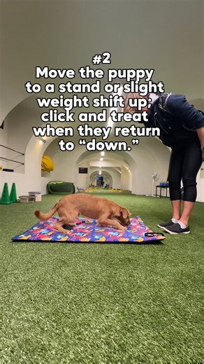 What if learning didn’t have to include confusion? 💭 In this video, this puppy isn’t “figuring it out.” He’s set up for success. Every rep builds confidence, not frustration. Every step feels easy — because it’s designed that way. That’s errorless shaping in action: ✨ No guessing. ✨ No frustration. ✨ Just clean, fluent learning that feels good for both trainer and learner. B.F. Skinner said it best: “Errors are not necessary for learning to occur.” And yet, we still often let dogs fail to “teac