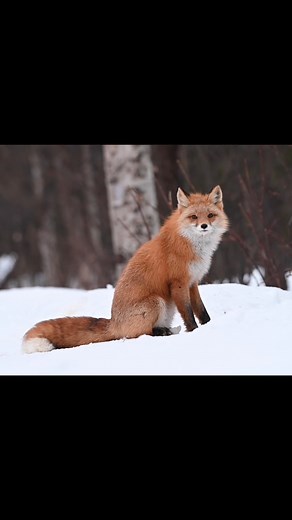 1.6K views · 129 reactions | The red fox in the snow is the most beautiful winter sight. #wildlifeonearth #redfox #wildlife_seekers #foxlove #foxlovers #wildlifephotography #redfoxes #wildanimals #wildlifeplanet | Wild On Alaska | Facebook