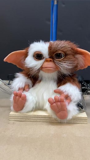 Mogwai Care Tips: How to Safely Handle These Creatures