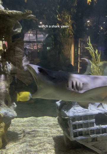 Shark Yawning: Discover the Cutest Shark Moments