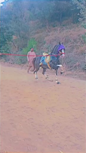 ustad javed horse lovers like and subscribe my channel horse lovers💞🐴🐎👀