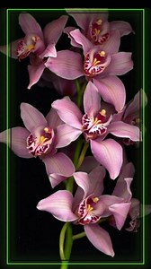 104K views · 10K reactions | Beautiful Gifs. on Reels | Facebook