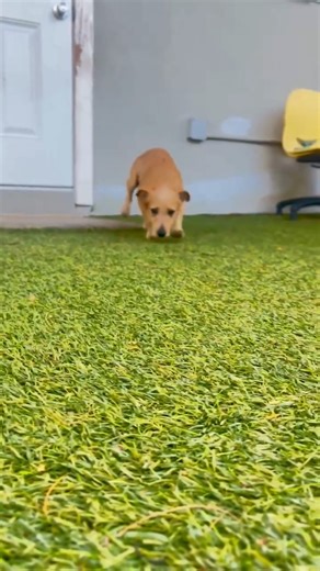 3.8K views · 251 reactions |  Meet Cider, our newest scruffy Angel...