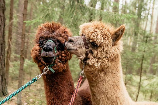 Why Alpacas Fight Each Other and How You Can Help