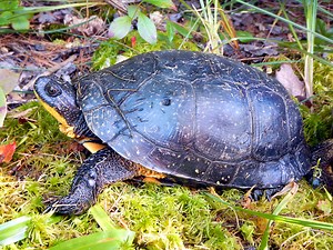 World Turtle Day is May 24th! With turtle nesting season now upon us, NHFG biologists will be monitoring artificial nesting habitat created this winter. This important work is funded by federal grants, Nongame Program donations, and Moose Plate funds. Thank you! Learn more about NH's turtles here: https://www.wildlife.nh.gov/wildlife-and-habitat/nongame-and-endangered-species/reptiles-and-amphibians-new-hampshire/turtles | NH Fish and Game