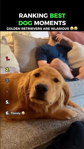FUNNIEST Golden Retrievers: Dogs Being Idiots Part 269 😂😂