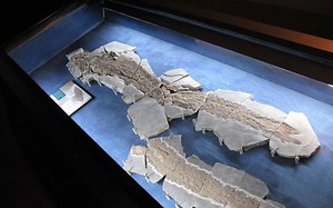 One Amazing Evolutionary Discovery and the First 7 Animals to Ever Walk the Earth