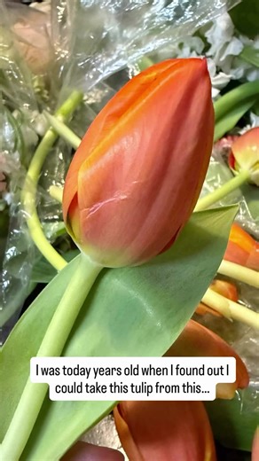 Yoli (@yoli_0326)’s videos with original sound - Yoli