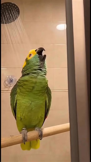 This parrot went from opera singer to angry shower goblin in ONE SECOND 🤣💀 He really said: “PRIVATE SHOW COST EXTRA!” Savage Parrot never disappoints 😆🔥 #SavageParrot #FunnyReels #AnimalComedy #TalkingParrot #ViralReels #OperaParrot #BirdReels #ShowerComedy | Savage Parrot