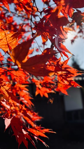 みっちー（Mitsui Sora） on Instagram: "2025-11-24 ・ ・ 山梨県甲州市にある、恵林寺にて秋を堪能してきました✨ 銀杏の黄色、そしてもみじの紅色、干し柿の橙色 どれも素晴らしい秋らしさ全開の色を視覚を通じて堪能でき 充実した、弾丸帰省兼観光でした。 ・ ・ ・ 約1ヶ月後に迫った年末年始の帰省も楽しみです( ◠‿◠ ) ・ ・ #山梨県 #山梨 #yamanashiprefecture #甲州市 #甲州 #恵林寺 #erinji #紅葉スポット #紅葉 #銀杏 #もみじ #干し柿 #四季 #秋 #autumn #やまなしカメラクラブ #iPhone15 #iphoneカメラで撮る世界 #写真で伝える私の世界 #日本の風景"