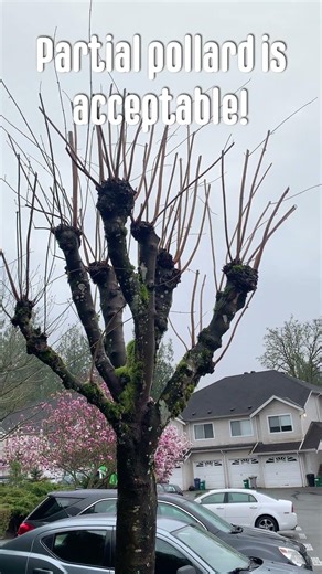 Partial pollarding is acceptable! #treepruning #pollard #arborist #redsealvas #landscaper #garden