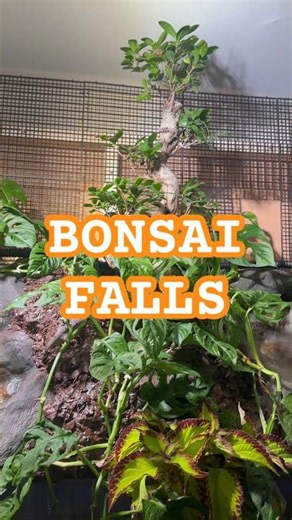 Bonsai Falls 2 flowing waterfalls, cascading mist, Bonsai Tree, fully planted aquarium. #bonsaifalls