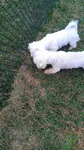 Shorty found another painted turtle Part 2 #puppyfever #viralreels #dog #happy #cute #fun #doglovers #maltese #dogoftheday #funny #goodvibes #funnymemes #puppy #puppylove #loveislove #love | Shorty's Homestead