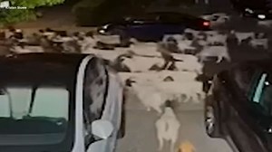 Hundreds of baa-d goats roam Bay Area neighborhood after escaping enclosure