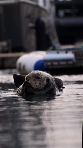 Otter morning routine: cute stretches and wiggles