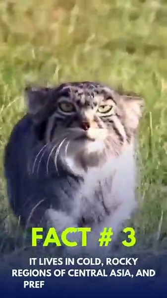 This Grumpy Cat Is Actually Wild!