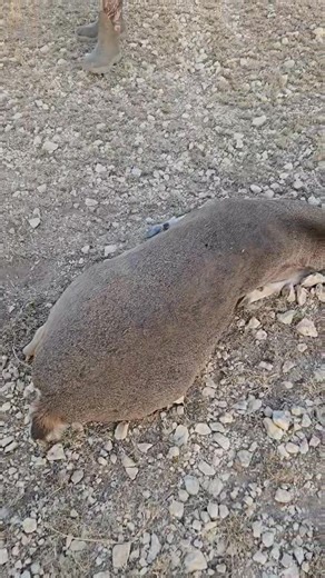 3.9K views · 37 reactions | Got it done again..... sorry for the teaser lol | LP Hunting | Facebook