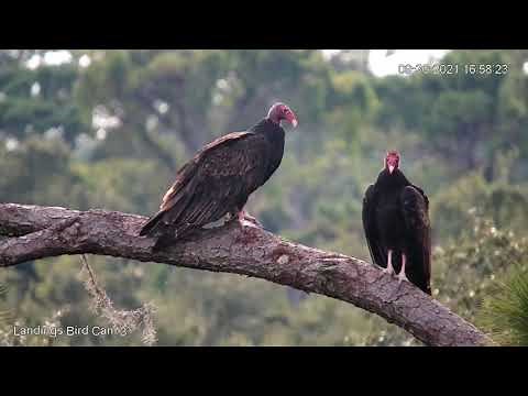Turkey Vultures Take Center Stage In Savannah, Georgia – Sept. 30, 2021