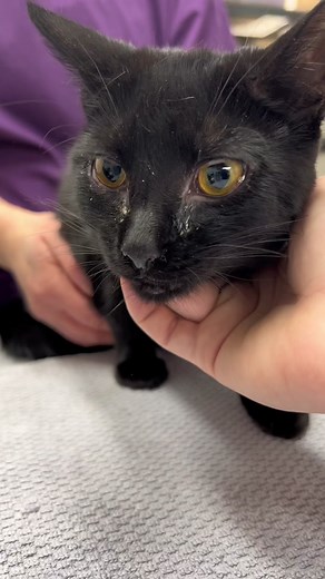 Cat Nasal Flush and Acupuncture for Respiratory Relief