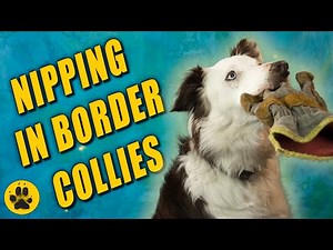 Why Do Border Collies Nip
