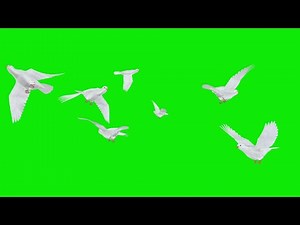 Flock of 7 White Doves Flying Over Green Screen Transition 4K