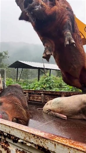 How Giant Wild Pig Catch From Forest & Moved To Fram