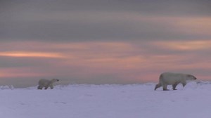 80 reactions | A private polar bear adventure like no other! Get the chance to photograph polar bears up-close, from ground level, on this exclusive Arctic tundra experience just north of Churchill, MB. | Arctic Kingdom | Facebook