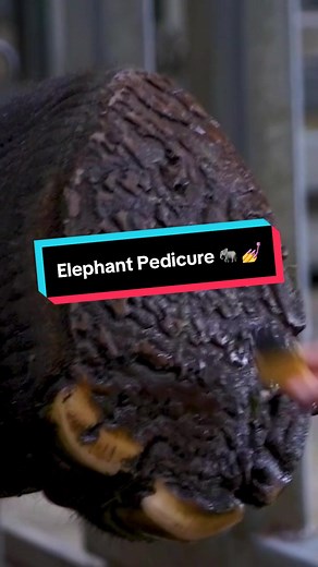 Elephant Pedicure: Caring for Their Wonderful Feet