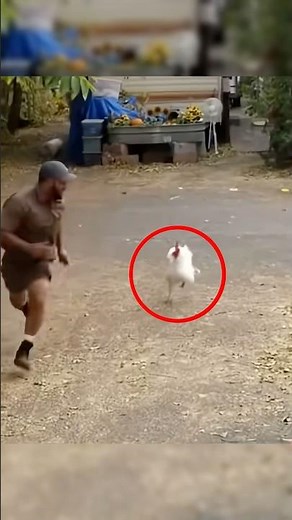 Dogs Vs Delivery Guy😭💀