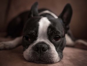 Why Do Dogs Hide? Under the Bed or Behind Curtains? | The Factual Doggo