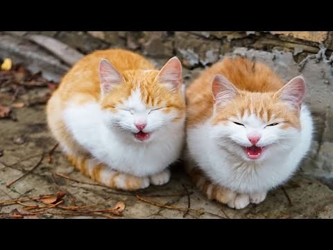 Funny Cats Talking Like Humans - Best Of Funny Cats Talking!
