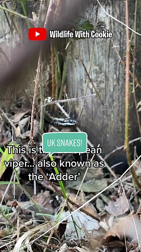 Wildlife With Cookie on TikTok