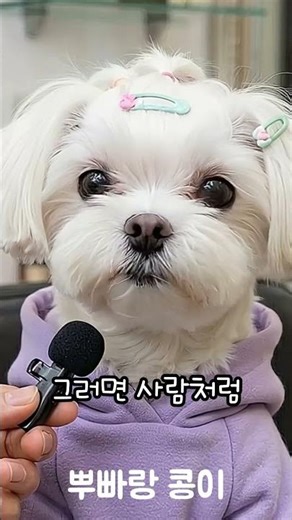미용실에 간 강아지