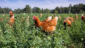 10 Benefits of Pasture-Raised Chickens for Healthier and Tastier Meat