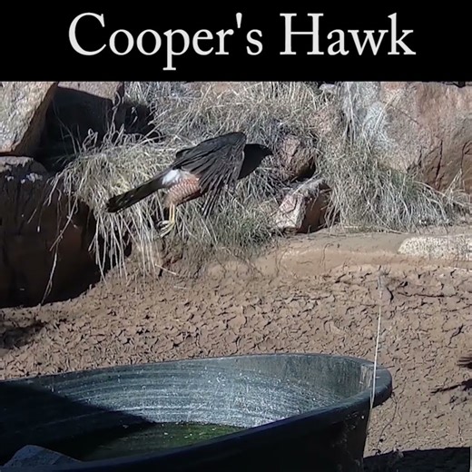 cooper's hawk fly off #wildlife #hawking #flying