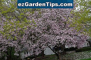 Magnolia Tree Green Fungus 🌱 Tips Jardineros - Es.ezGardenTips.com