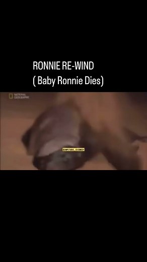 Ronnie Re-Wind . When Ronnie lost his stolen baby 🥹😣 | Impetuous_93comedy