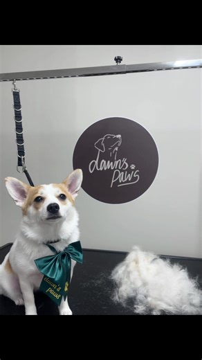 De-Shedding a Pomeranian Jack Russell Mix