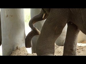 Elephant kiss - ElephantNews
