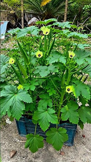 How to Increase Okra Flowering and Fruit Production Fast | Best Okra Growing Tips #agriculture