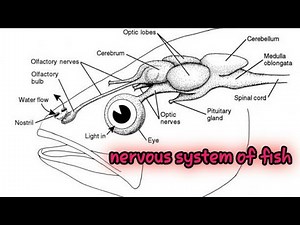 NERVOUS SYSTEM OF FISH||PHYSIOLOGY OF FISH SHORT NOTES