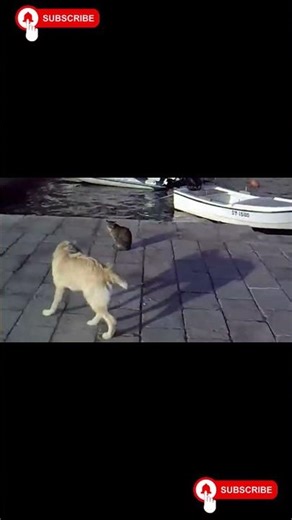 “Angry Cats vs Wild Animals”