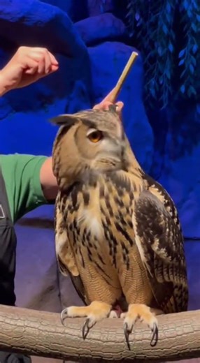 Owl Turning it's head 270 degrees