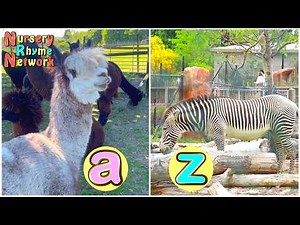A to Z of Animals 🐷🦒🐞 ABC Singalong Learning Song for Toddlers & Kids